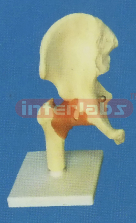 ADVANCED LEFT HIP JOINT - FUNCTIONAL MODEL, WEST-TYPE